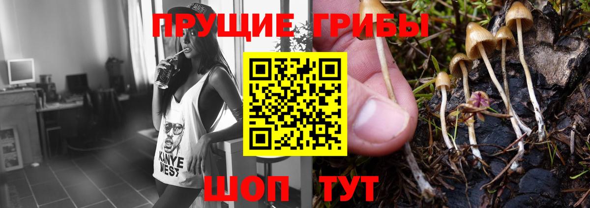 Галлюциногенные грибы Psilocybine cubensis Котовск